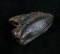 Partially Rooted Triceratops Tooth - #7162-1